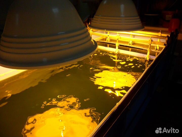 Фотобиореакторы Хлорелла, Спирулина и др