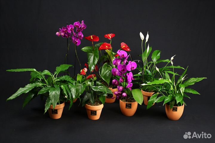 Комнатные растения