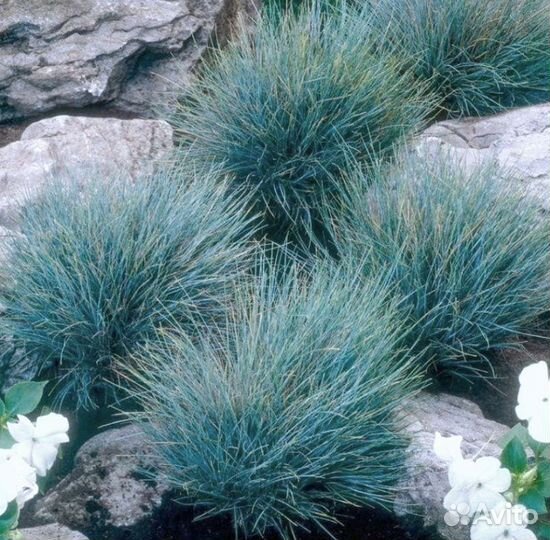 Садовые злаки почтой