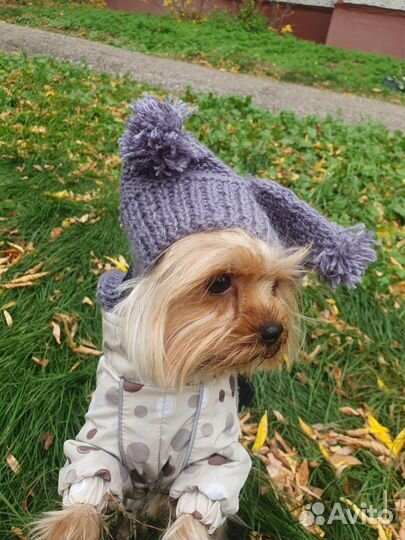 Вязка кобель ищет невесту