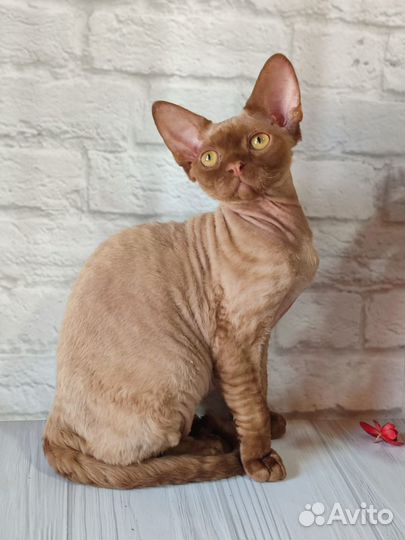 Котята девон-рекс