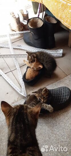 Котята в добрые руки бесплатно