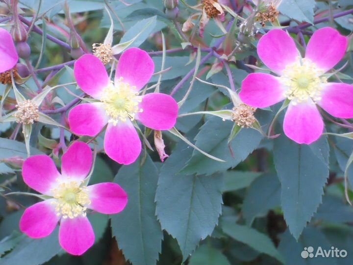 Роза сизая глаука (glauca) саженцы
