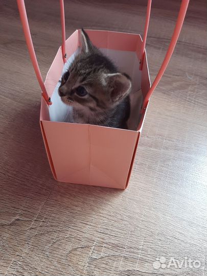 Котята бесплатно