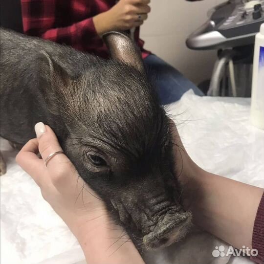 Ветеринар, Ветеринарный врач на дом