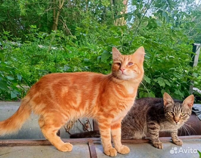 Рыжее счастье