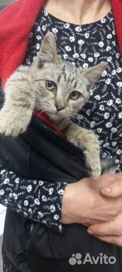 Помогите котику