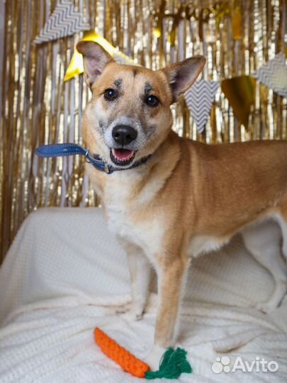 Шейла грустит в приюте