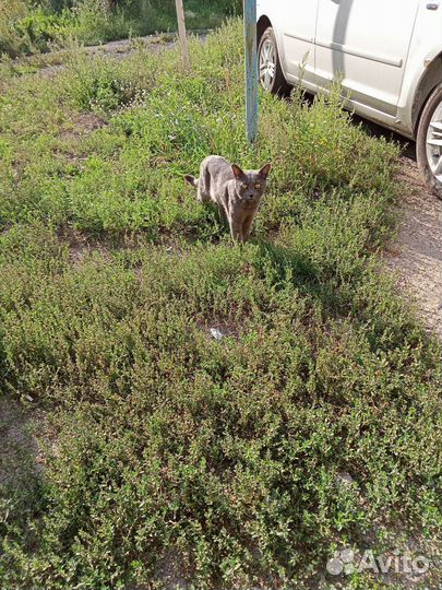 Котику нужен дом