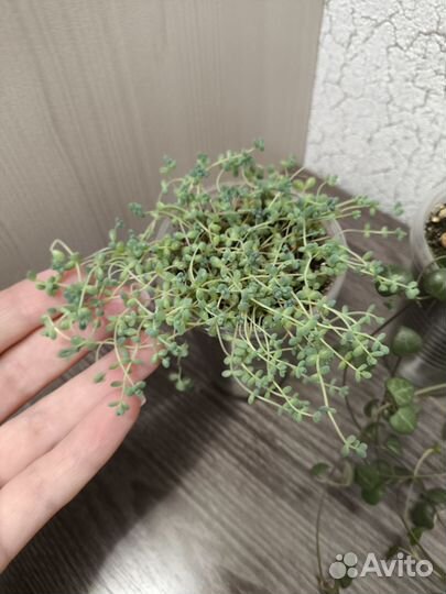 Церопегия, Седум