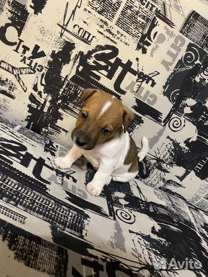 Щенки Джек рассел терьер