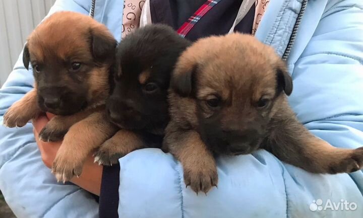 Щенки от немецкой овчарки