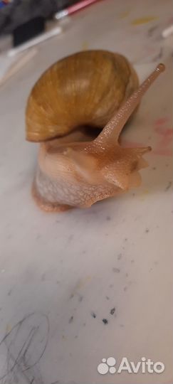 Улитки ахатины