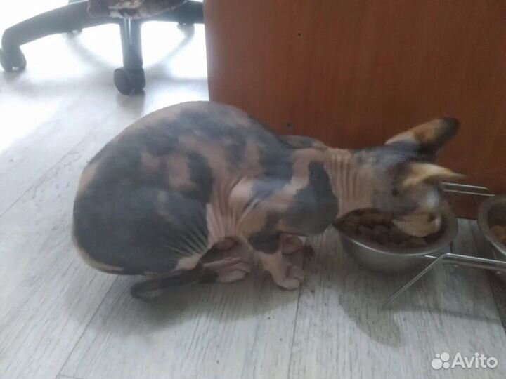 Продам шикарную девочку