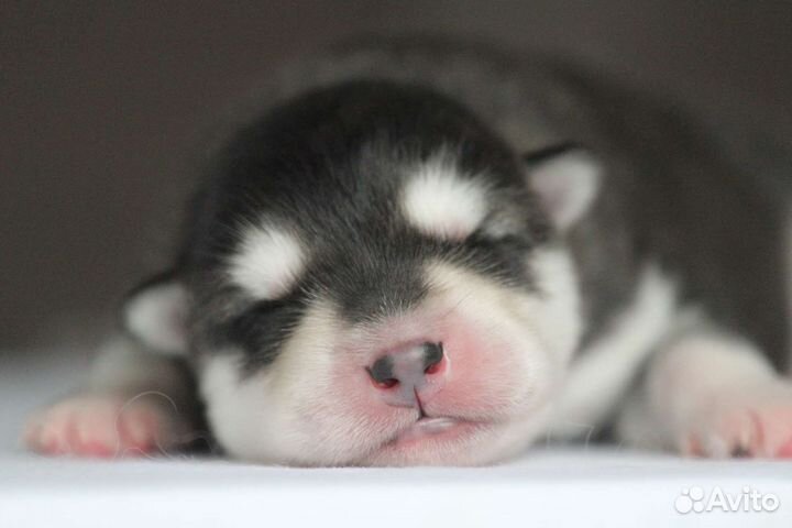 Аляскинский маламут щенки