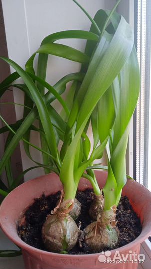 Индийский лук (птицемлечник)