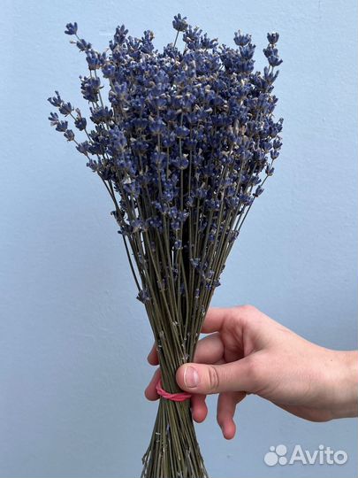 Крымская душистая лаванда