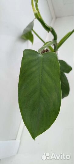 Филодендроны