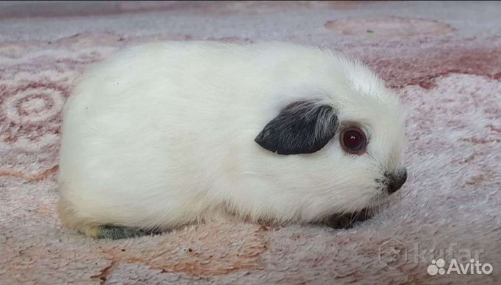 Морская свинка. Девочка
