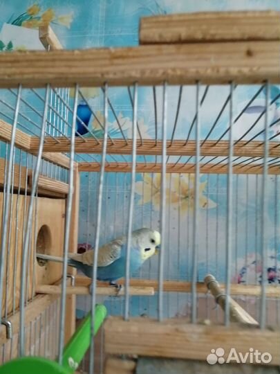 Попугай волнистый