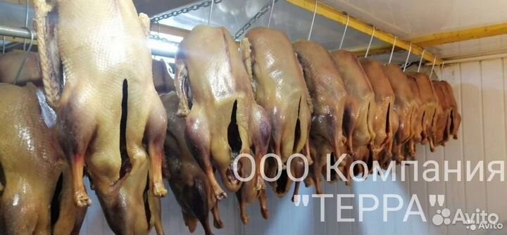 Вяленые гуси