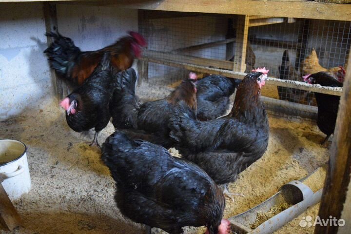 Инкубационное яйцо