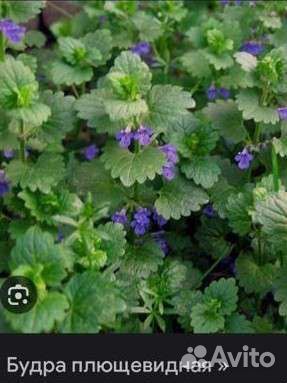 Садовые растения многолетние