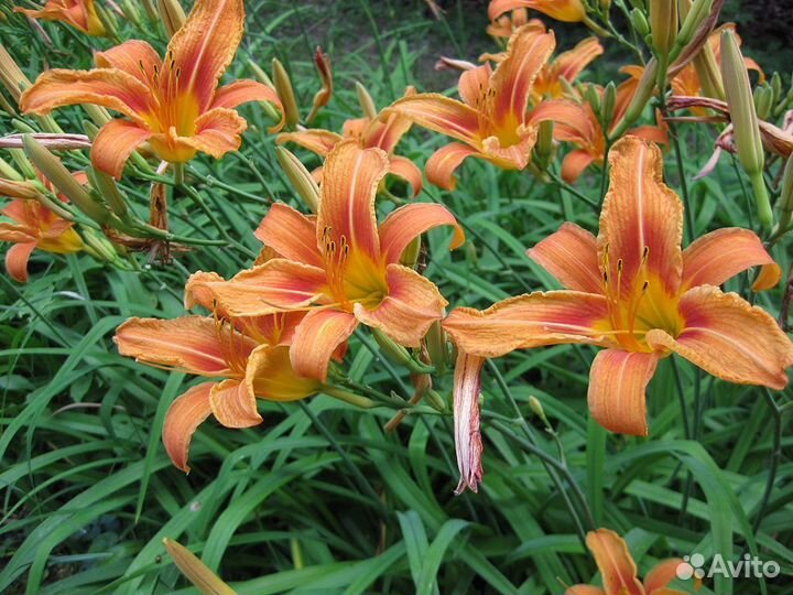 Декоративные кусты