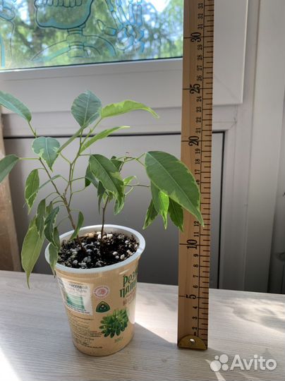 Фикус Бенджамина