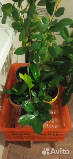 Комнатные цветы