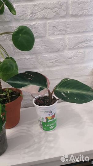 Монстера Манки маск, пилея, строманта