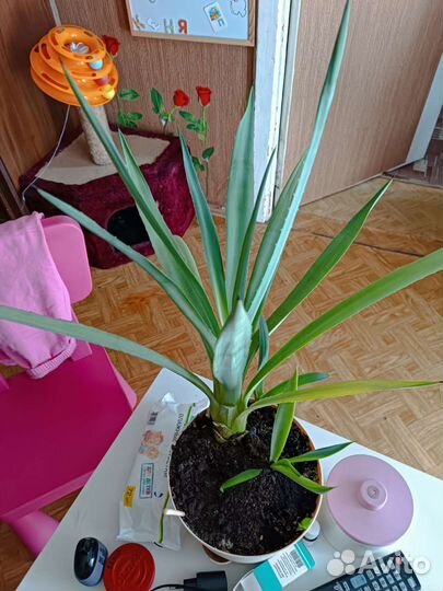 Суккуленты, Агава американская