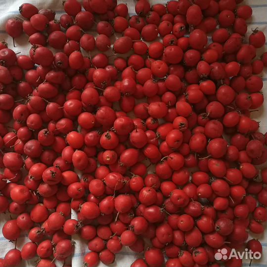 Боярышник ягоды