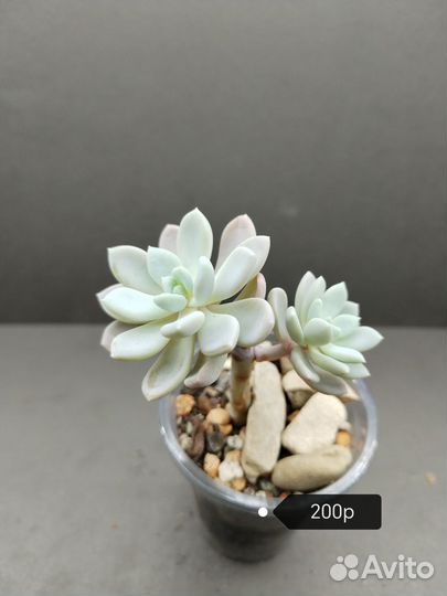 Суккуленты Пахиверия Шейдекери