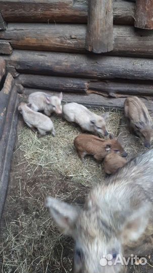 Венгерская мангалица