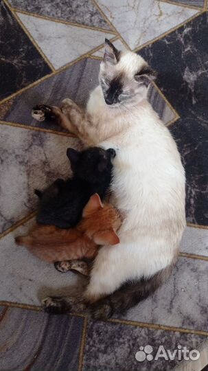 Отдам милых котят