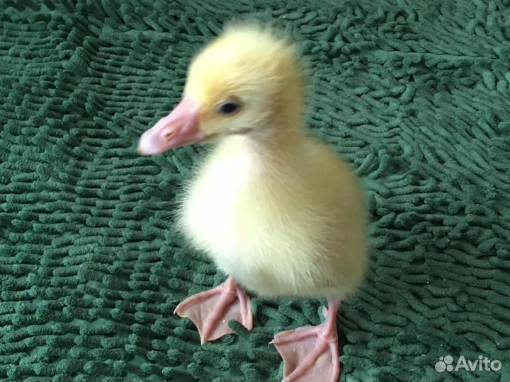 Продам гусят 550руб