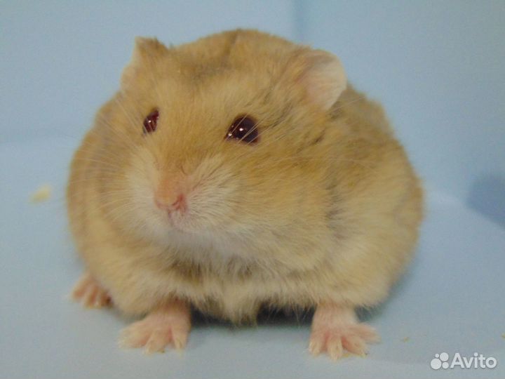 Карликовые хомяки из питомника