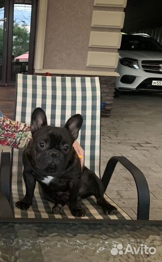 Французский бульдог