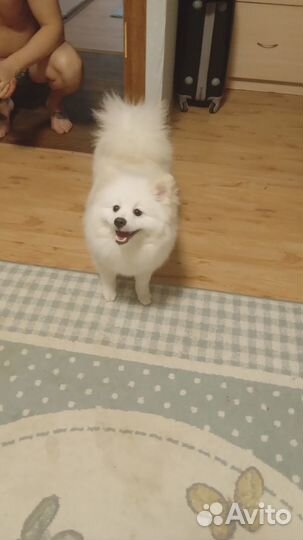 Продаётся собака