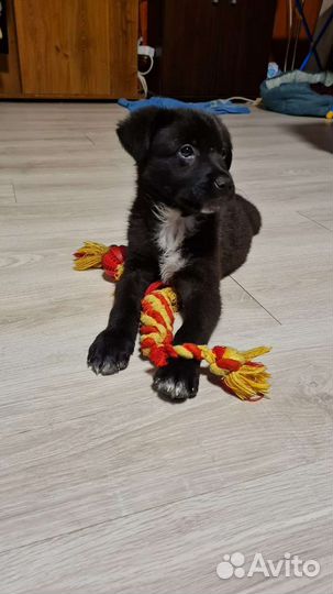 Пти брабансон