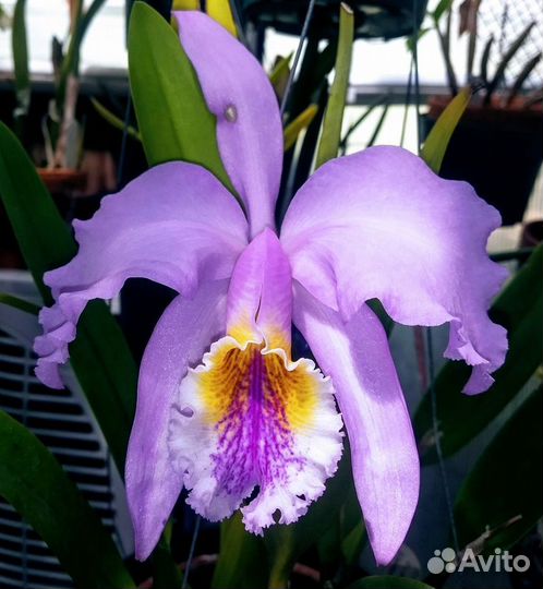 Cattleya mossia (Каттлея моховая). Орхидея