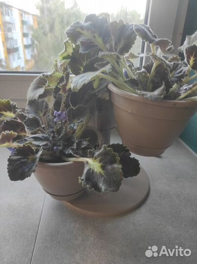 Фиалка в горшке