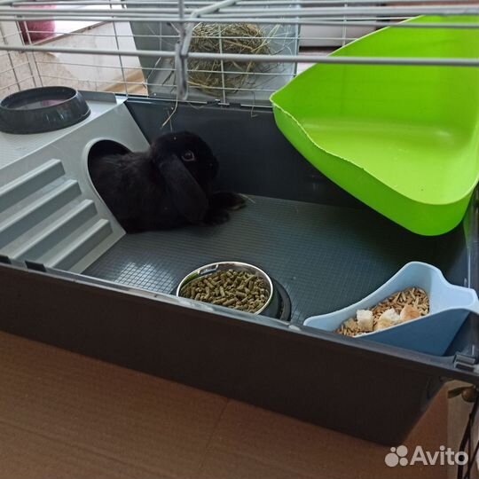 Декоративные кролики породы вислоухий баран