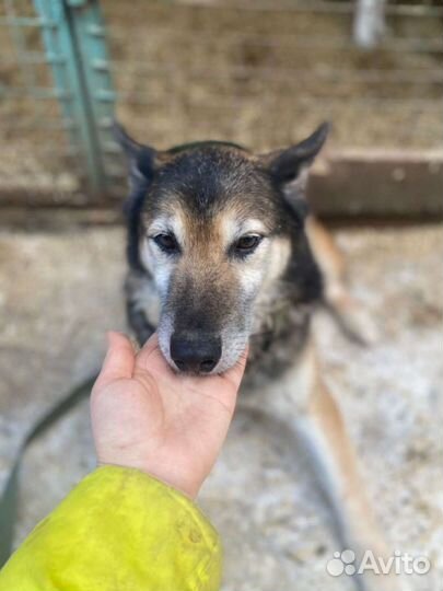 Потерял надежду на дом