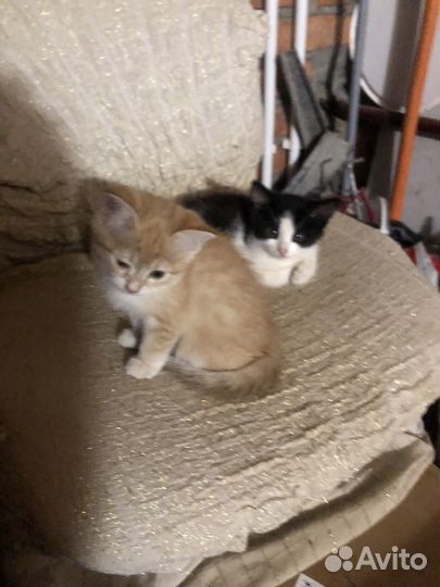 Котята