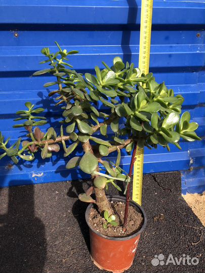 Толстянка, Денежное дерево