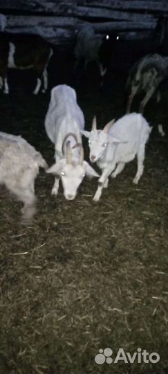 Овцы бараны ягнята