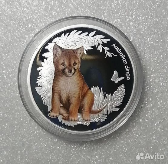 Австралийский Динго. Детёныши Буша. 50 центов