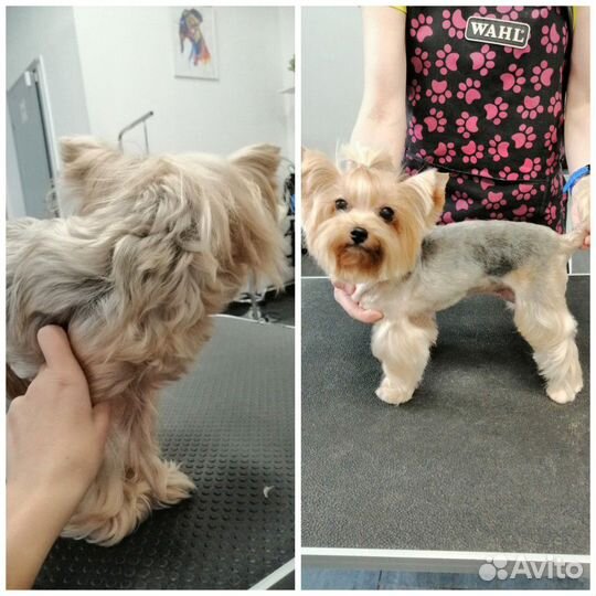 Груминг. Стрижка собак и кошек